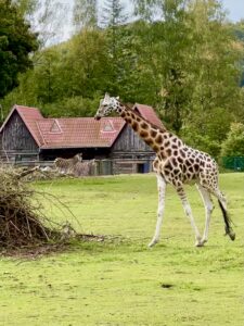 Gdańskie zoo - największy ogród zoologiczny w Polsce! - IMG 6736