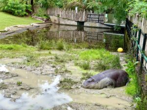 Gdańskie zoo - największy ogród zoologiczny w Polsce! - IMG 6746