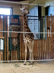 Gdańskie zoo - największy ogród zoologiczny w Polsce! - IMG 6749