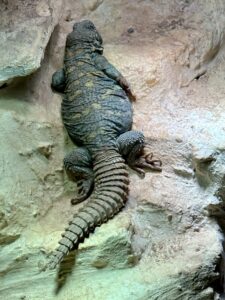 Gdańskie zoo - największy ogród zoologiczny w Polsce! - IMG 6773