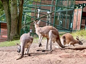 Gdańskie zoo - największy ogród zoologiczny w Polsce! - IMG 6830