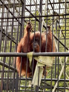 Gdańskie zoo - największy ogród zoologiczny w Polsce! - IMG 6845