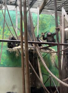 Gdańskie zoo - największy ogród zoologiczny w Polsce! - IMG 6847