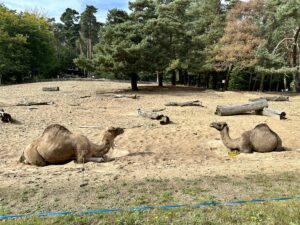 Gdańskie zoo - największy ogród zoologiczny w Polsce! - IMG 6865